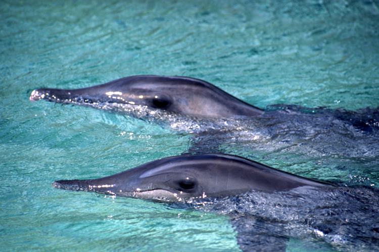 DIVING;dolphins;blue water;moorea;dolphin;F751_Factor 031